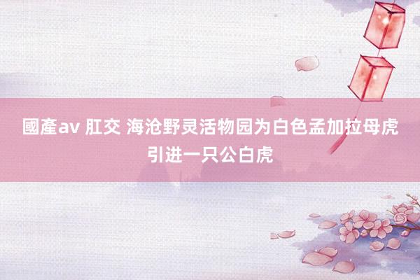 國產av 肛交 海沧野灵活物园为白色孟加拉母虎引进一只公白虎
